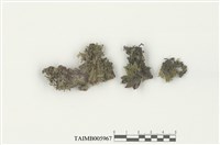 藏品(日鱗蘚)的圖片